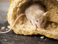 House mouse in bread